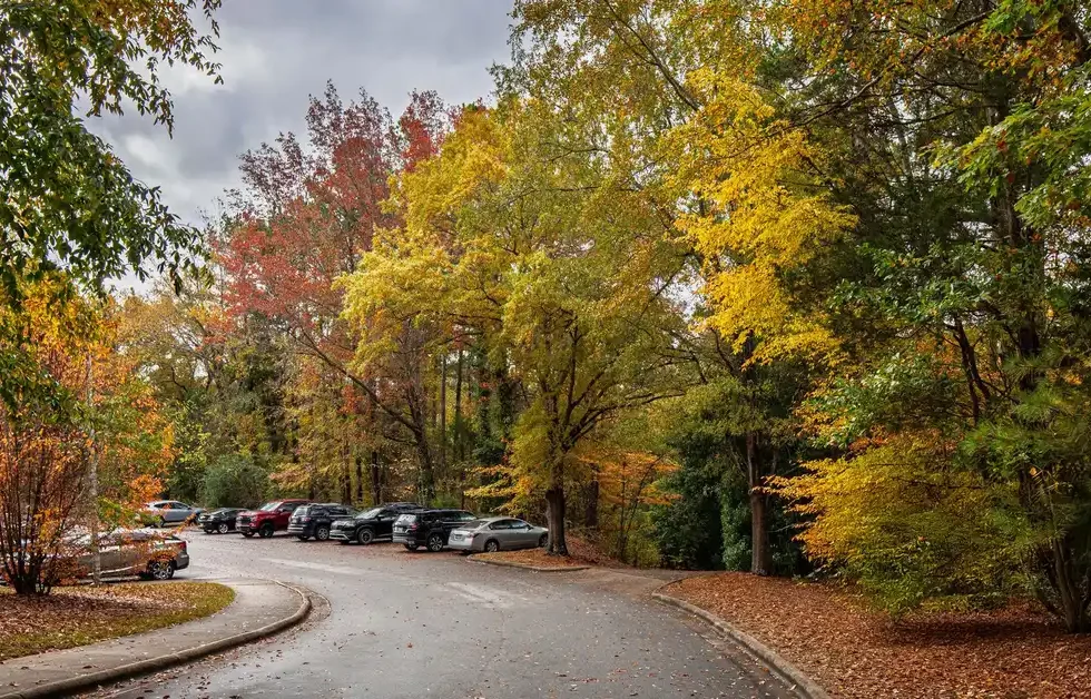 A picturesque road with vibrant fall foliage, showcasing vivid autumn colors under a cloudy sky